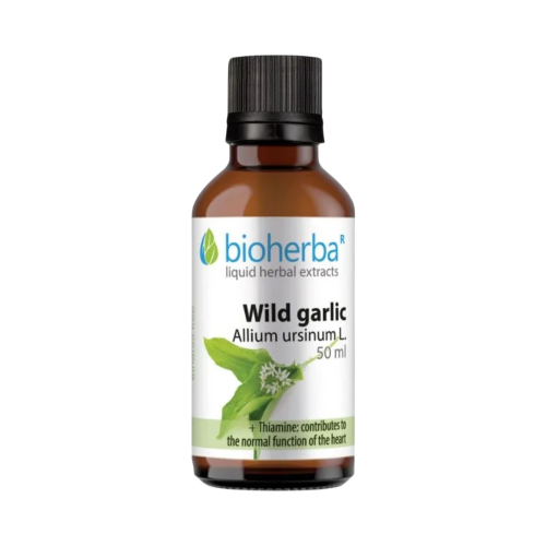 Medvedí cesnak kvapky – tinktúra – 50 ml – Bioherba