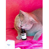 Svieži dych CATS – Shroom Buddy Svieži dych CATS – Shroom Buddy
