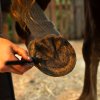 Balzam na kopytá HORSES – Shroom Buddy
