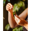Horský lastovičník "čistoteľ" - elixír na bradavice - 3 ml - Herbal Traditions Horský lastovičník "čistoteľ" - elixír na bradavice - 3 ml - Herbal Traditions