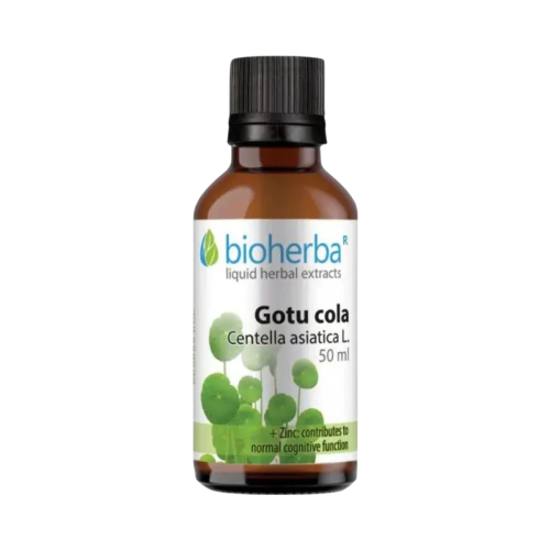 Gotu Kola kvapky – tinktúra – 50 ml – Bioherba