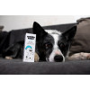 Kvapky do uší DOGS – Shroom Buddy Kvapky do uší DOGS – Shroom Buddy