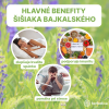 Šišiak bajkalský - tinktúra 100 ml