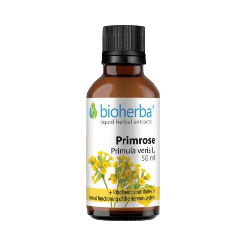 Prvosienka (Primula veris) kvapky – tinktúra – 50 ml – Bioherba