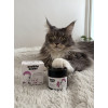 Balzam na labky CATS – Shroom Buddy Balzam na labky CATS – Shroom Buddy