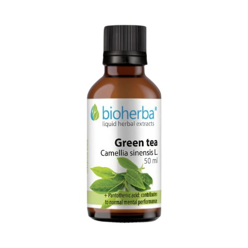 Zelený čaj (Camellia sinensis) kvapky – tinktúra – 50 ml – Bioherba