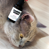 Kvapky do uší CATS – Shroom Buddy Kvapky do uší CATS – Shroom Buddy